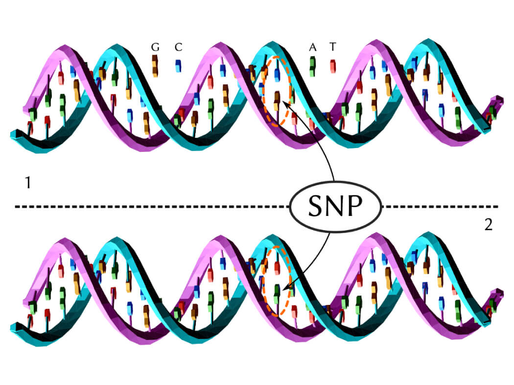 SNP - single-nucleotide polymorphism