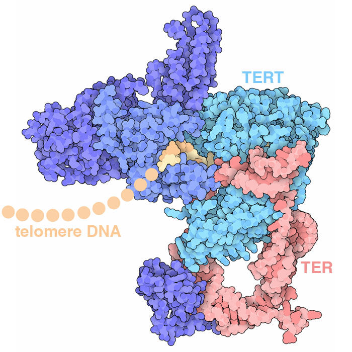 Telomerase structure